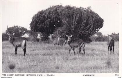 OUGANDA(KOBUS) ARBRE