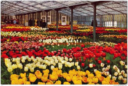 1967 Keukenhof - Lisse