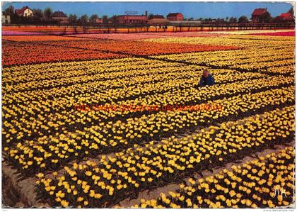 Bloemenbollenvelden - Lisse