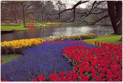 Keukenhof - Lisse