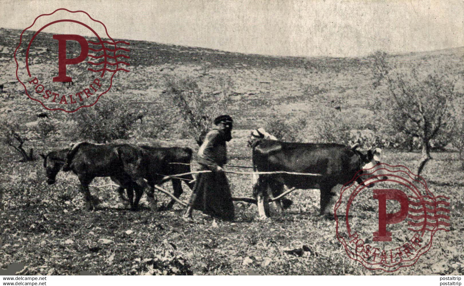 PALESTINA. PALESTINE. PLOUGHING.