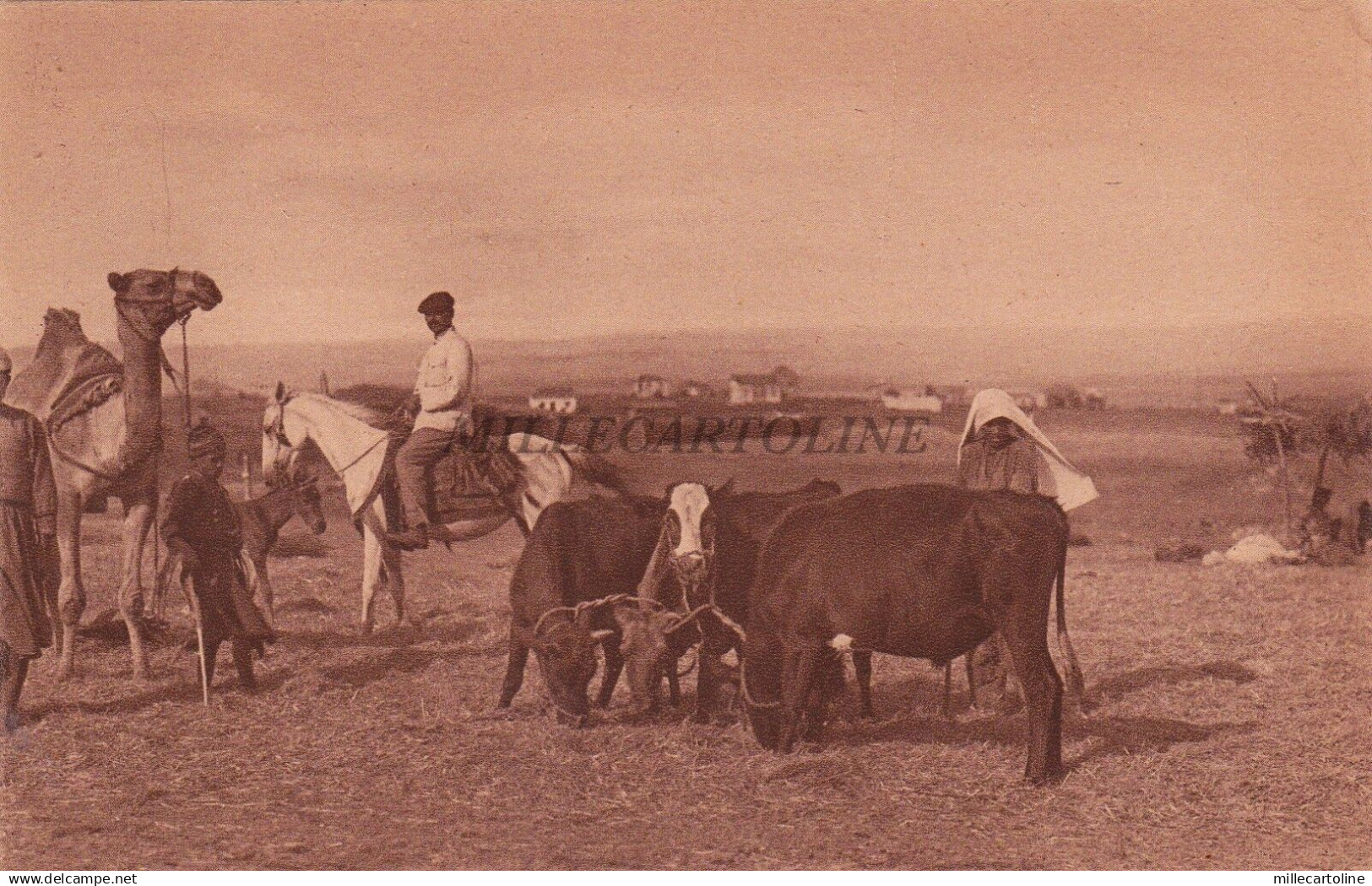 PALESTINE - Thrashing in Palestine - Jamal Bros 1921