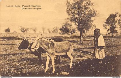 Palestine - Peasant ploughing - Publ. Sarrafian Bros. 250