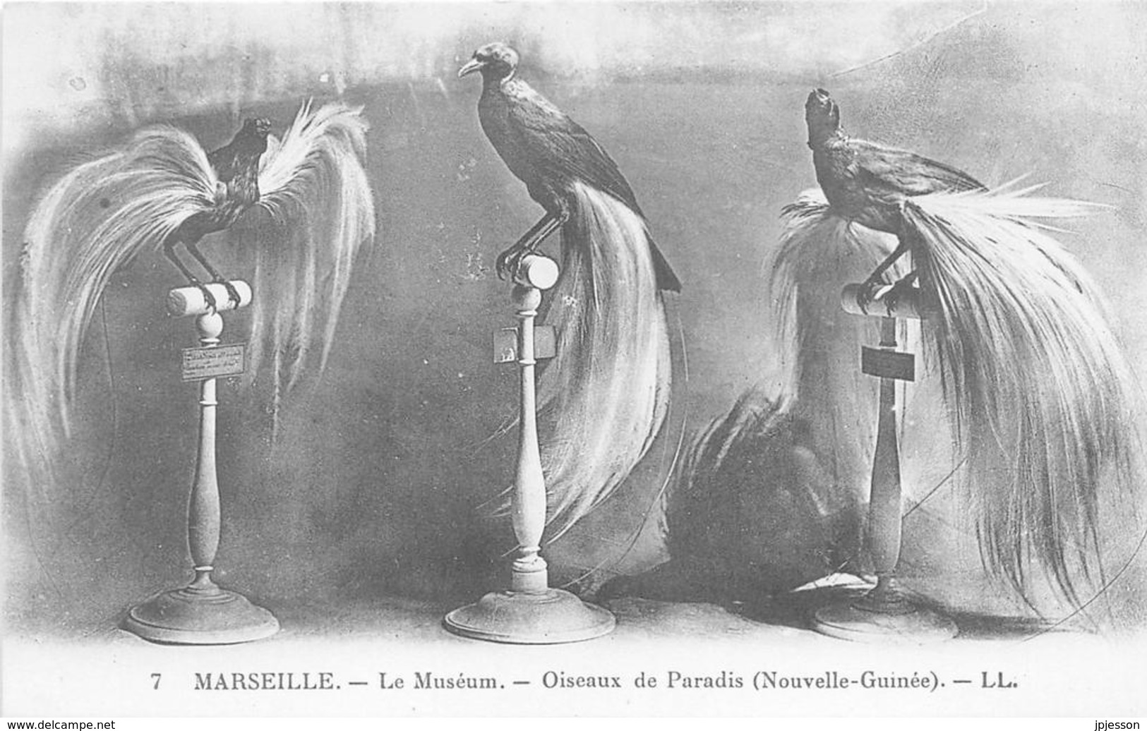 PAPOUASIE - NOUVELLE GUINEE - OISEAUX DE PARADIS ( MUSEUM DE MARSEILLE - BOUCHES DU RHONE )