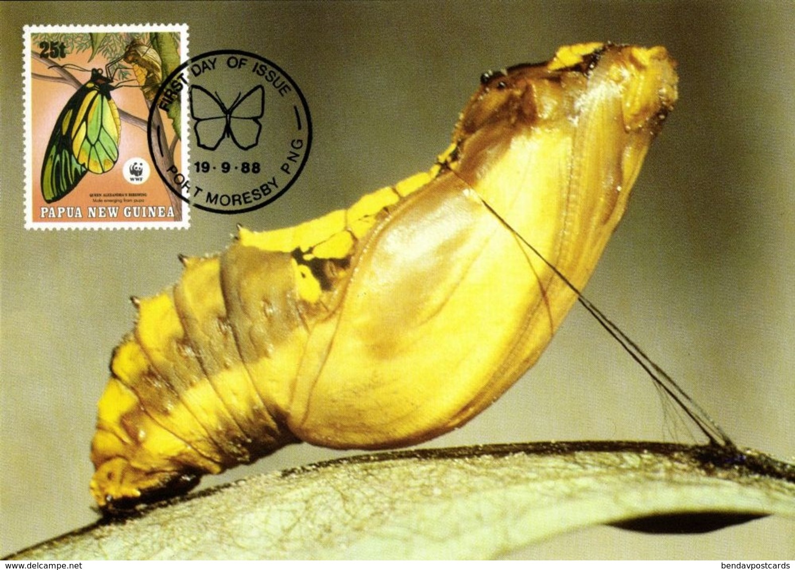 Papua New Guinea, PNG, Queen Alexandra's Birdwing Larva Butterfly Postcard 1988