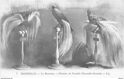 PAPOUASIE - NOUVELLE GUINEE - OISEAUX DE PARADIS ( MUSEUM DE MARSEILLE - BOUCHES DU RHONE )