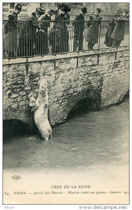 PARIS(JARDIN DES PLANTES) OURS(INONDATION)