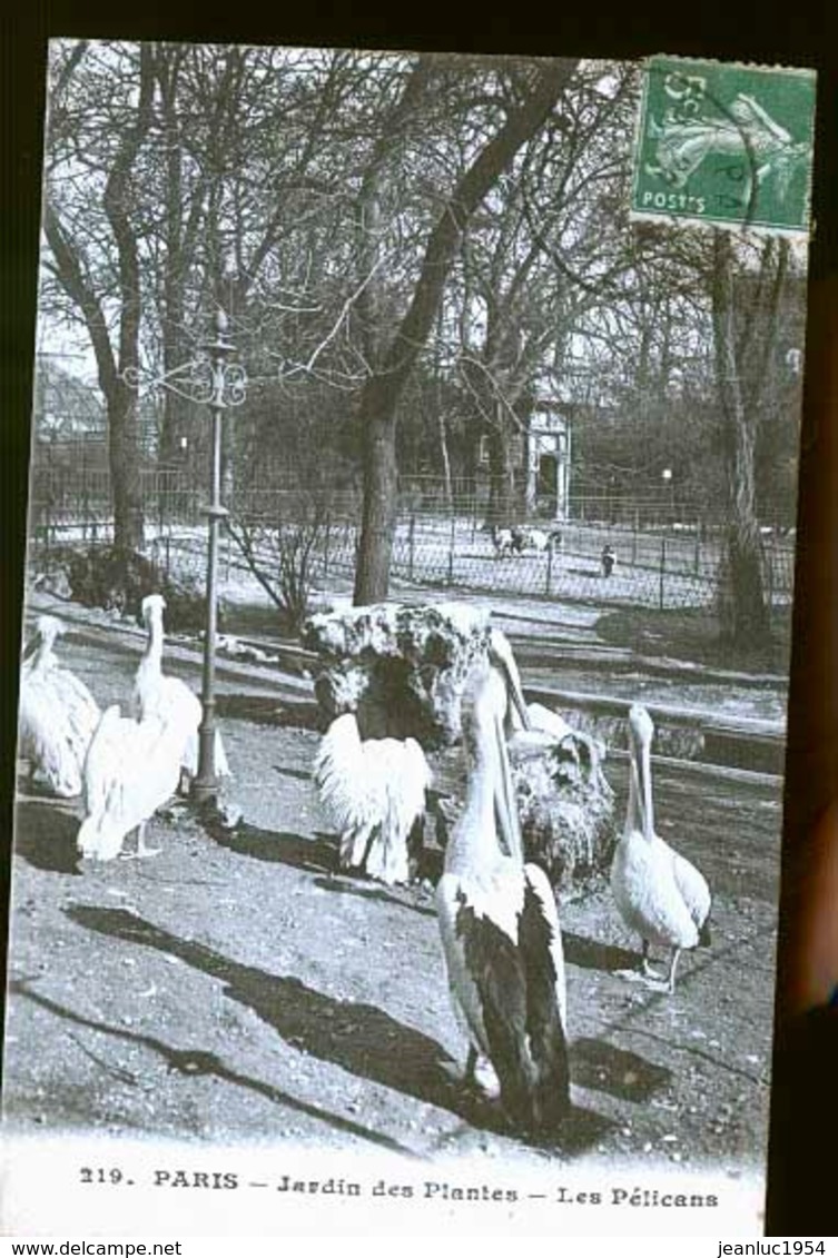 PARIS JARDINS DES PLANTES PELICANS