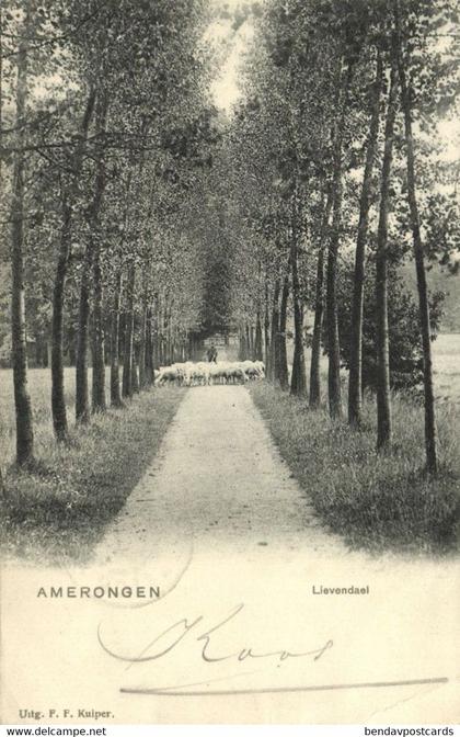 Nederland, AMERONGEN, Lievendael (1903) Ansichtkaart