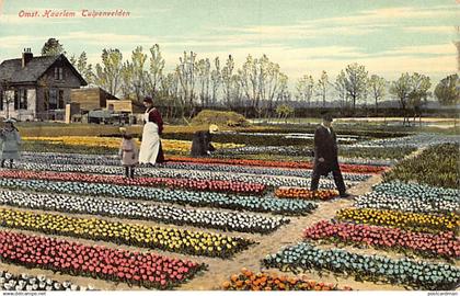 HAARLEM - Tulpenvelden - Omstr. Haarlem