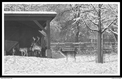 Hertenpark SLIEDRECHT - Parc aux Cerfs en Hiver