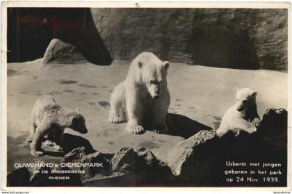 Rhenen - Ouwehands Dierenpark - Eisbär