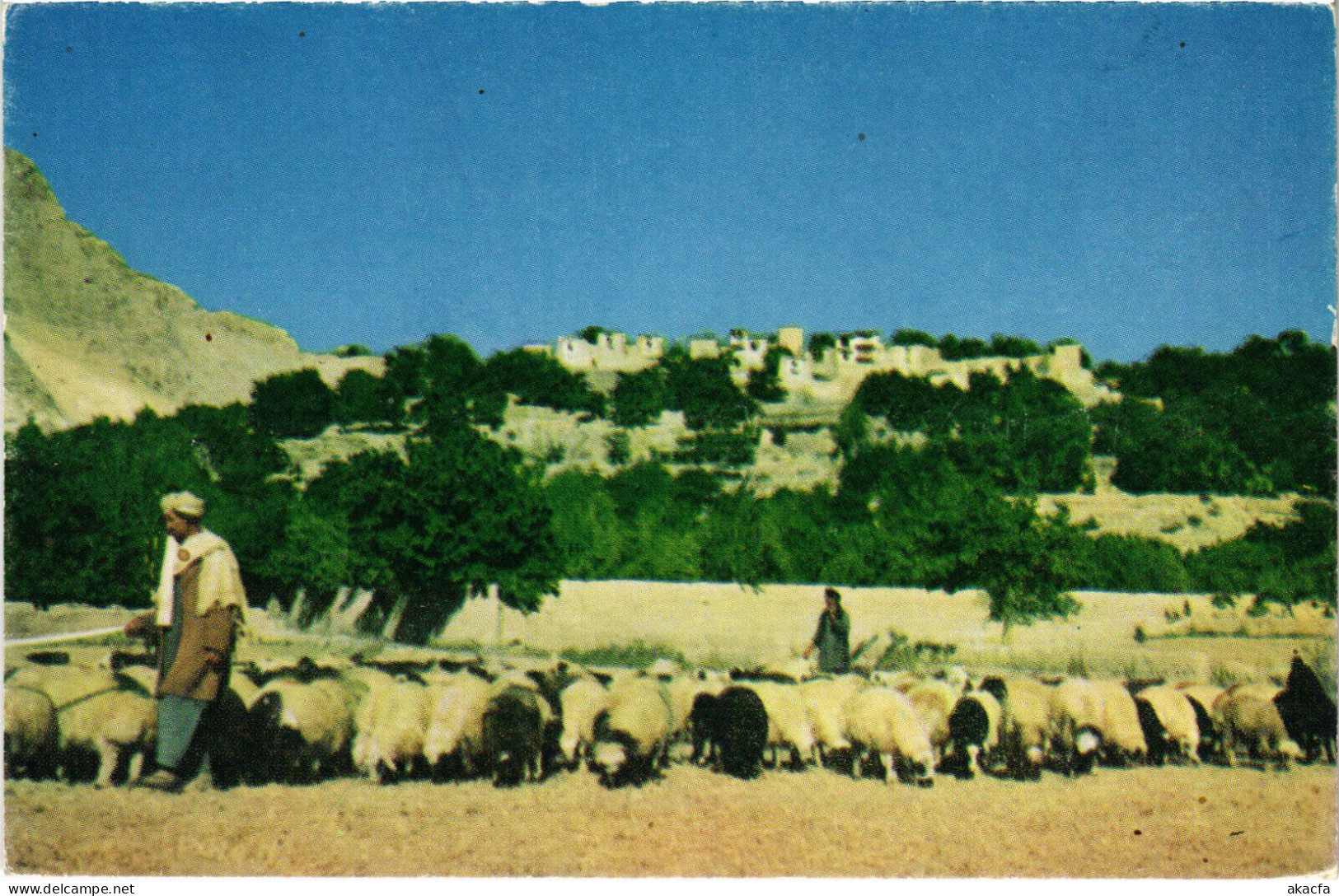 PC AFGHANISTAN, AN AFGHAN SHEPHERD DRIVING HIS SHEEP, Modern Postcard (b48150)