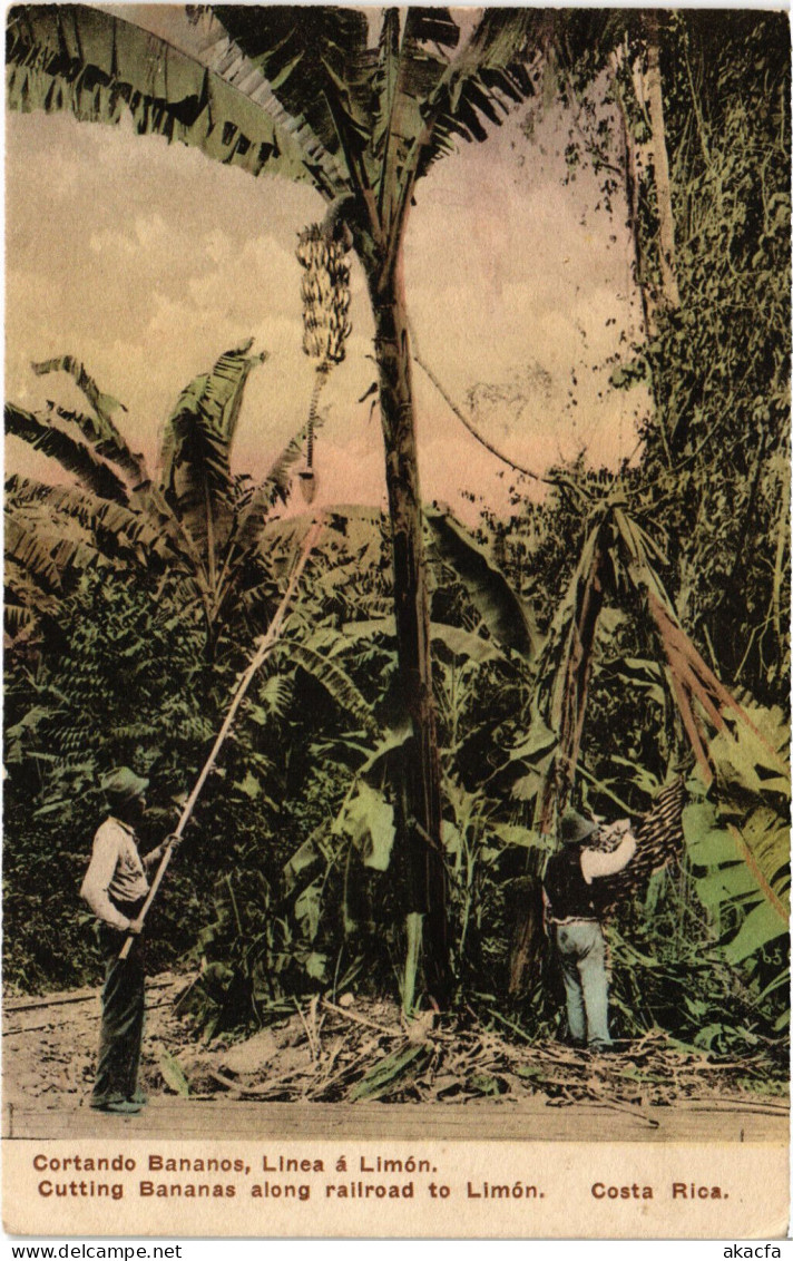 PC COSTA RICA CUTTING BANANAS RAILROAD TO LIMON Vintage Postcard (b52230)