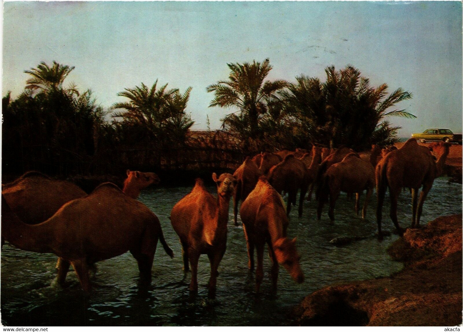 PC CPA BAHRAIN, BAHRAIN, DRINKING TIME FOR CAMELS, Modern Postcard (B3767)