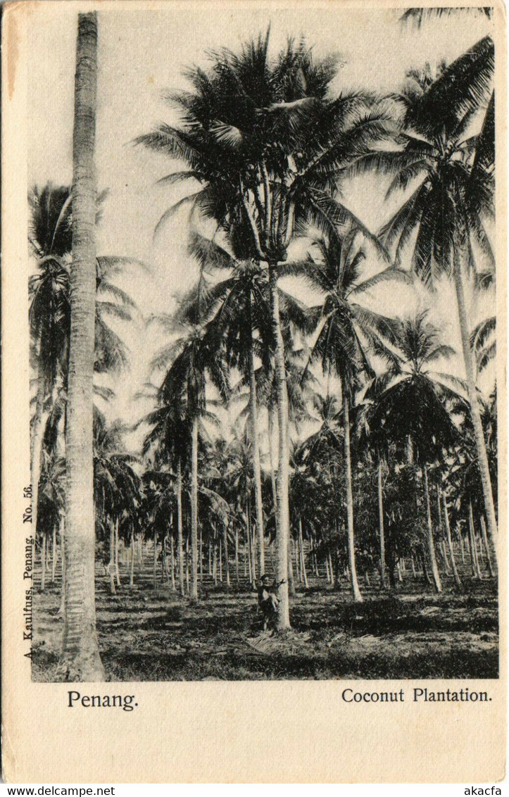 PC CPA PENANG, MALAYSIA, COCONUT PLANTATION, Vintage Postcard (b19136)