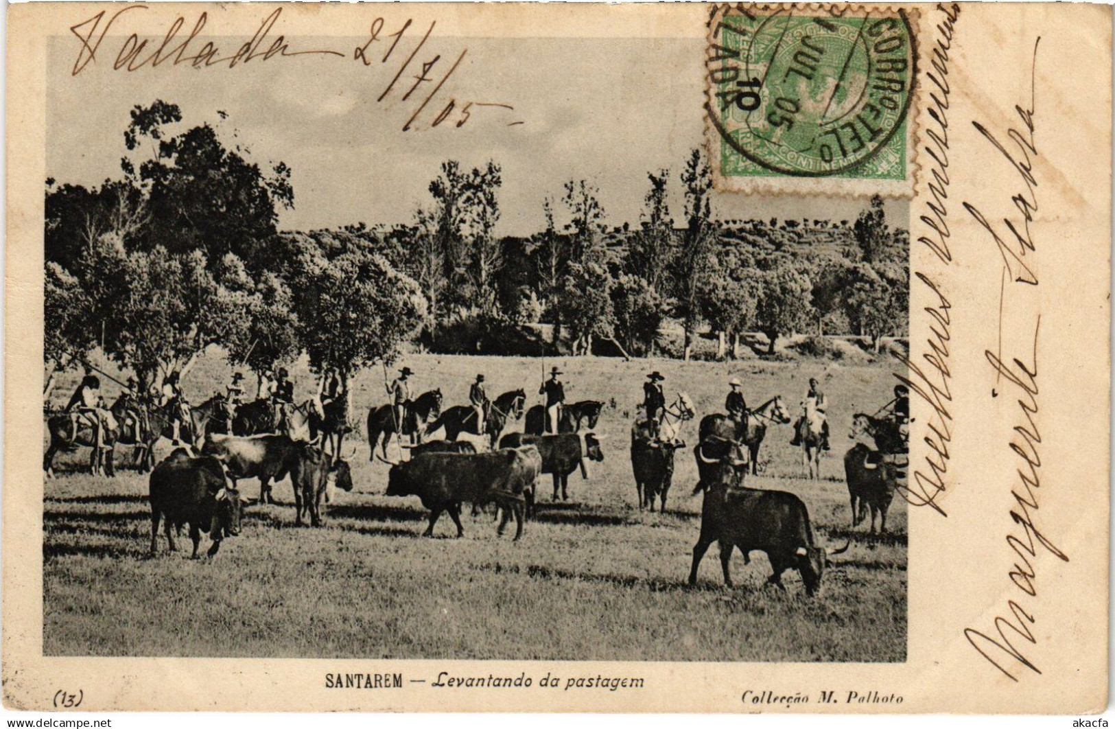 PC PORTUGAL SANTAREM LEVANTANDO DA PASTAGEM (A60882)