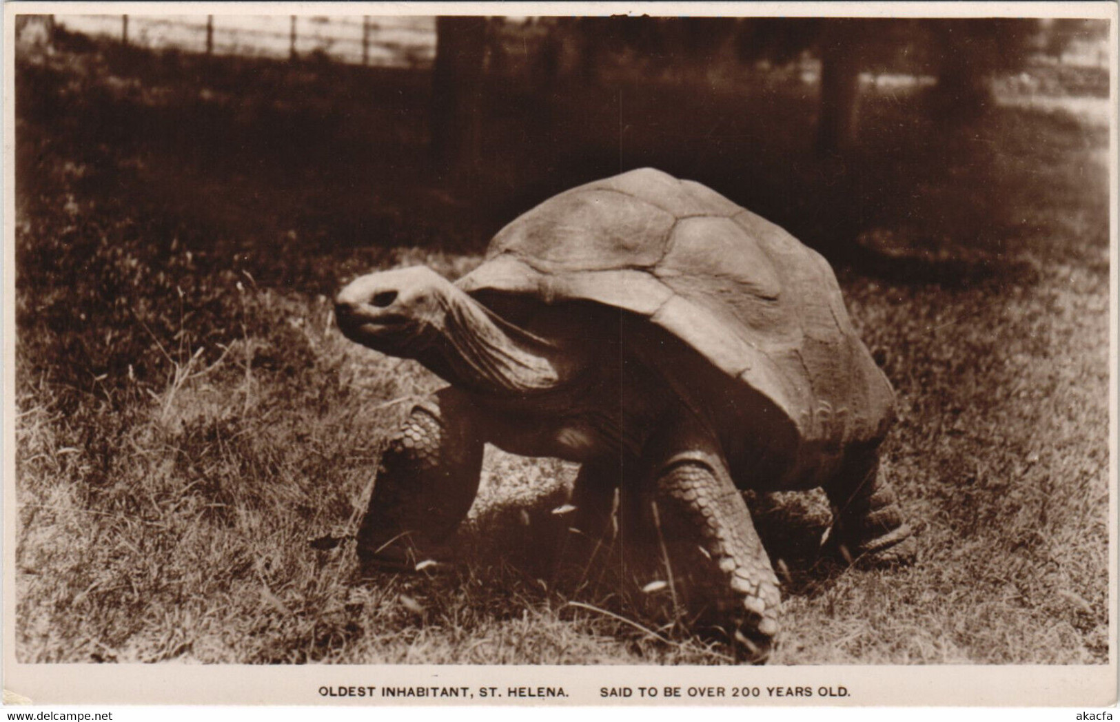 PC SAINT HELENA, OLDEST INHABITANT, Vintage REAL PHOTO Postcard (b44191)