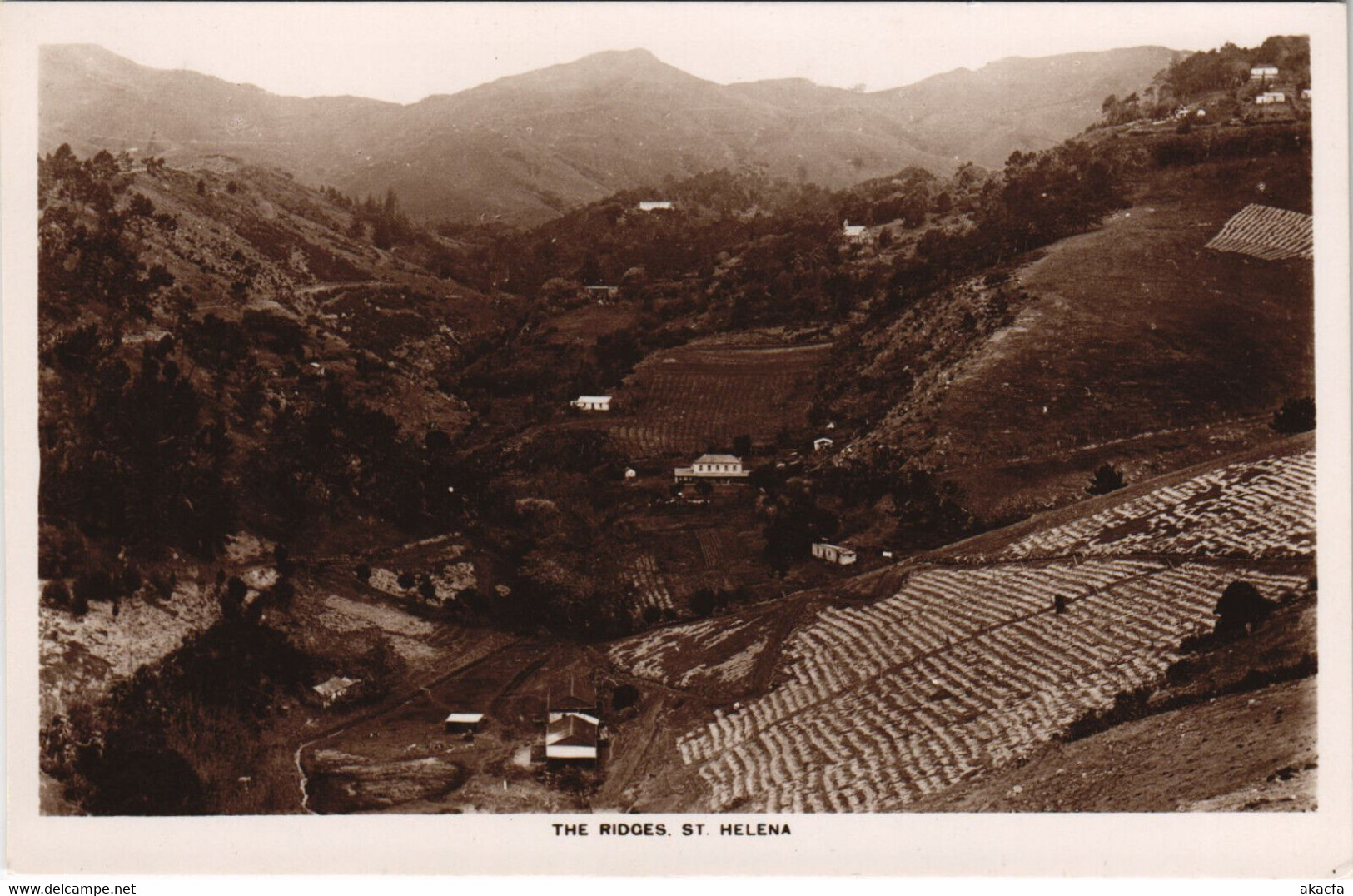 PC SAINT HELENA, THE RIDGES, Vintage REAL PHOTO Postcard (b44194)