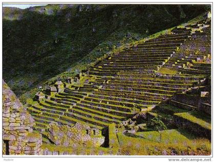 Carte postale  Amérique  Pérou   andenes incaicos  Machupicchu