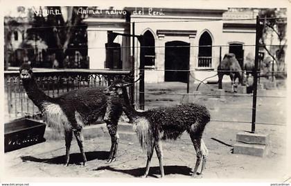 Peru - LIMA - Vicuña, animal nativo del Peru - POSTAL FOTO