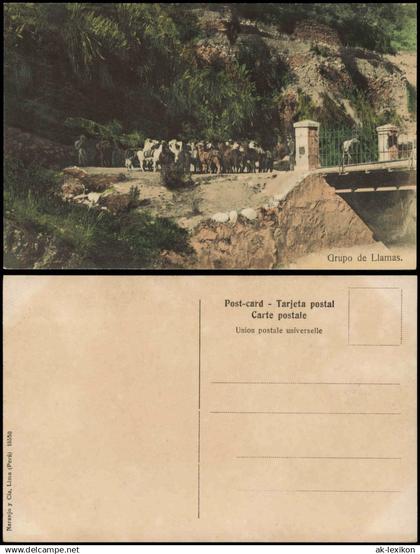 Postcard PERU Landschaften Grupo de Llamas. 1916