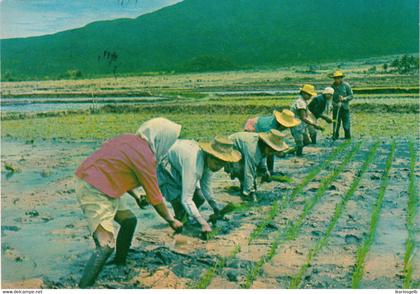 Pilipinas Philippinen 1974 " 8 Personen bei Reisanbau " Carte Postale Viewcard