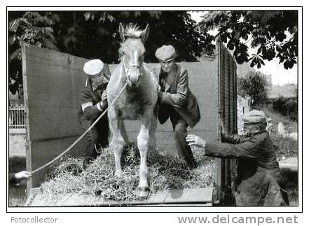 Ploudalmézeau 1978 par Pierre Le Gall (29)