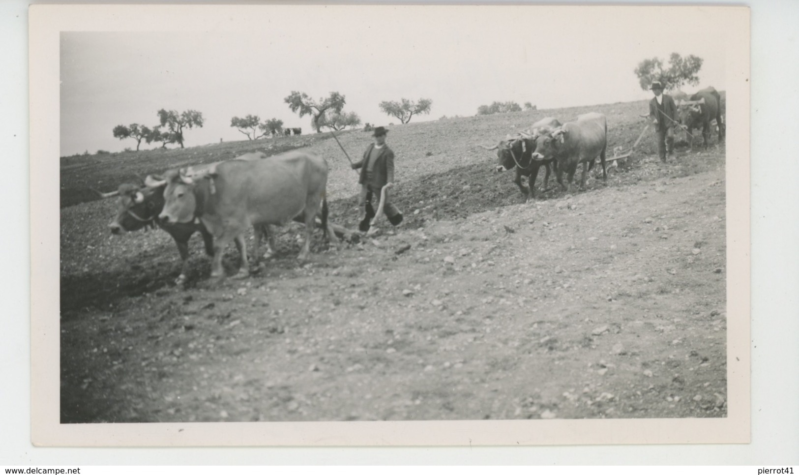 PORTUGAL - CASTELO BRANCO - Labour avec attelages boeufs dans domaine près de ZEBREIRA - Photo format 11,5x7 cm