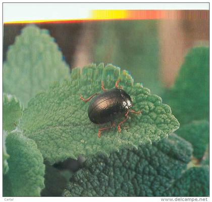 CPM - Insectos Dos Açores - Chrysomela banksi Fabricius