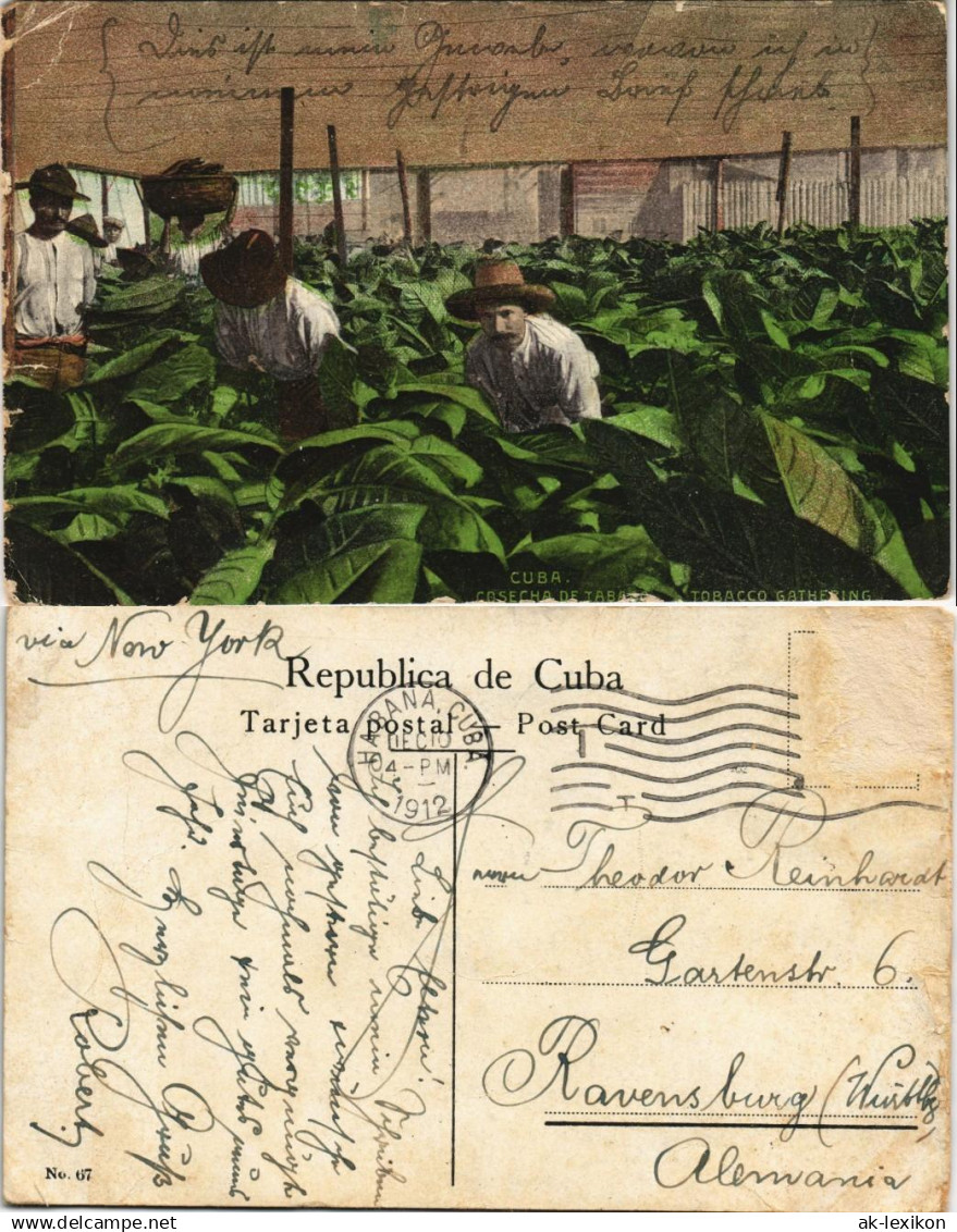 Postcard Kuba allgemein Cuba Cosecha de Tabac Tabacco Gathering 1912