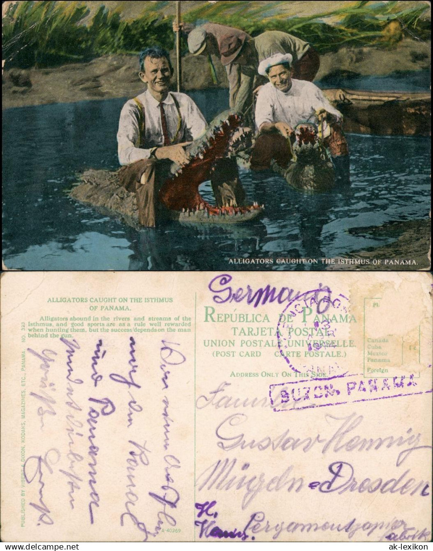 Postcard Panama-Stadt Panamá ALLIGATORS CAUGHT ON THE ISTHMUS 1914