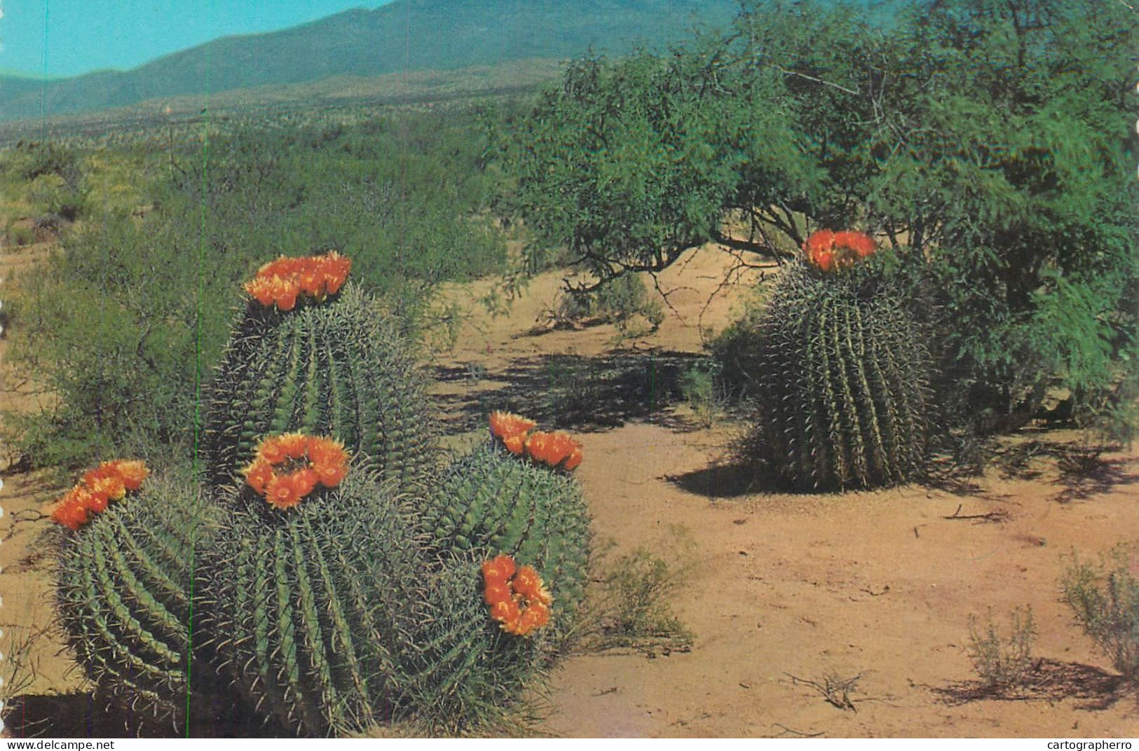 Postcard United States > AZ Southern Arizona Barrel Cactus on the desert