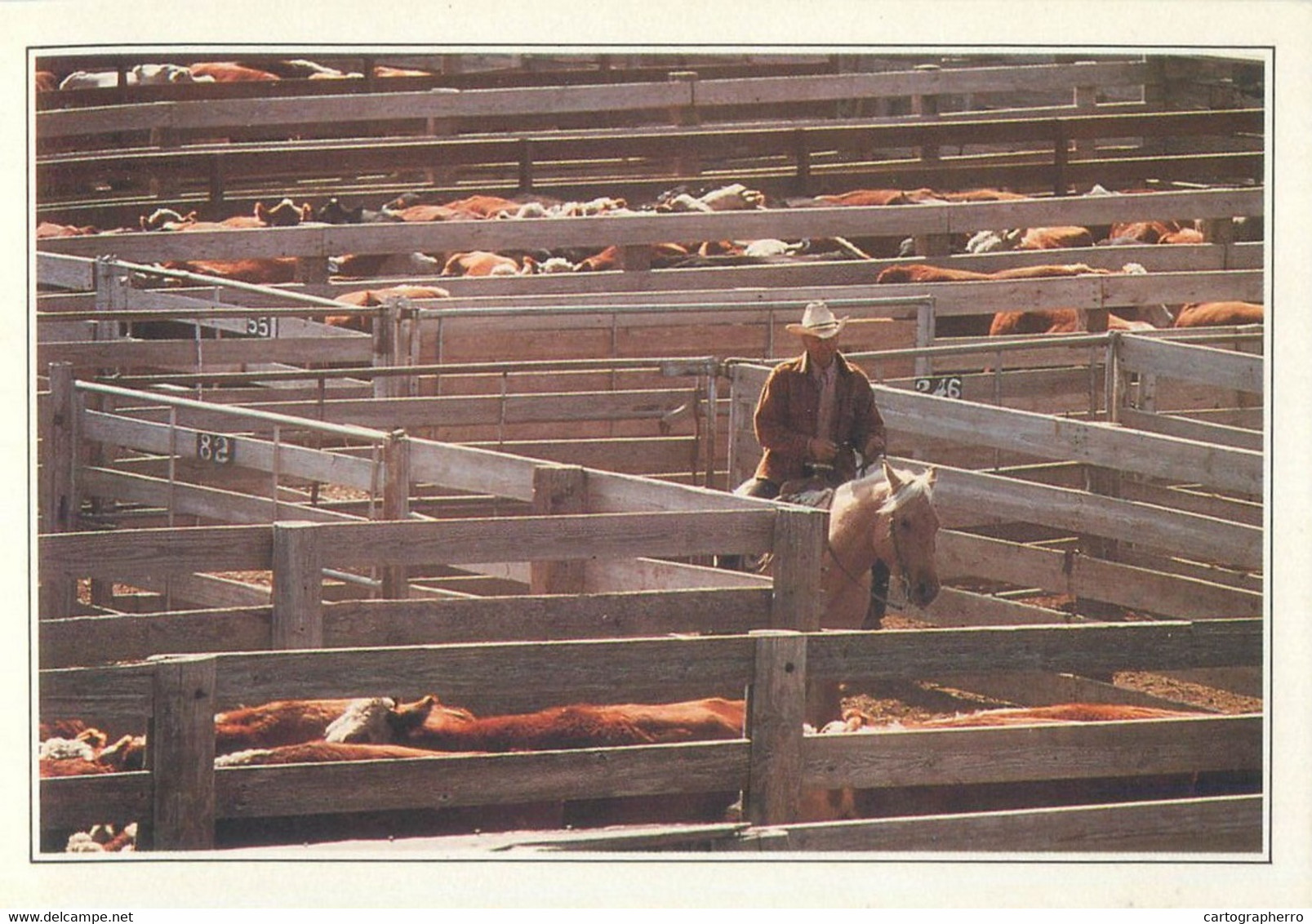 Postcard USA Texas Amarillo cattle in the corral cowboy