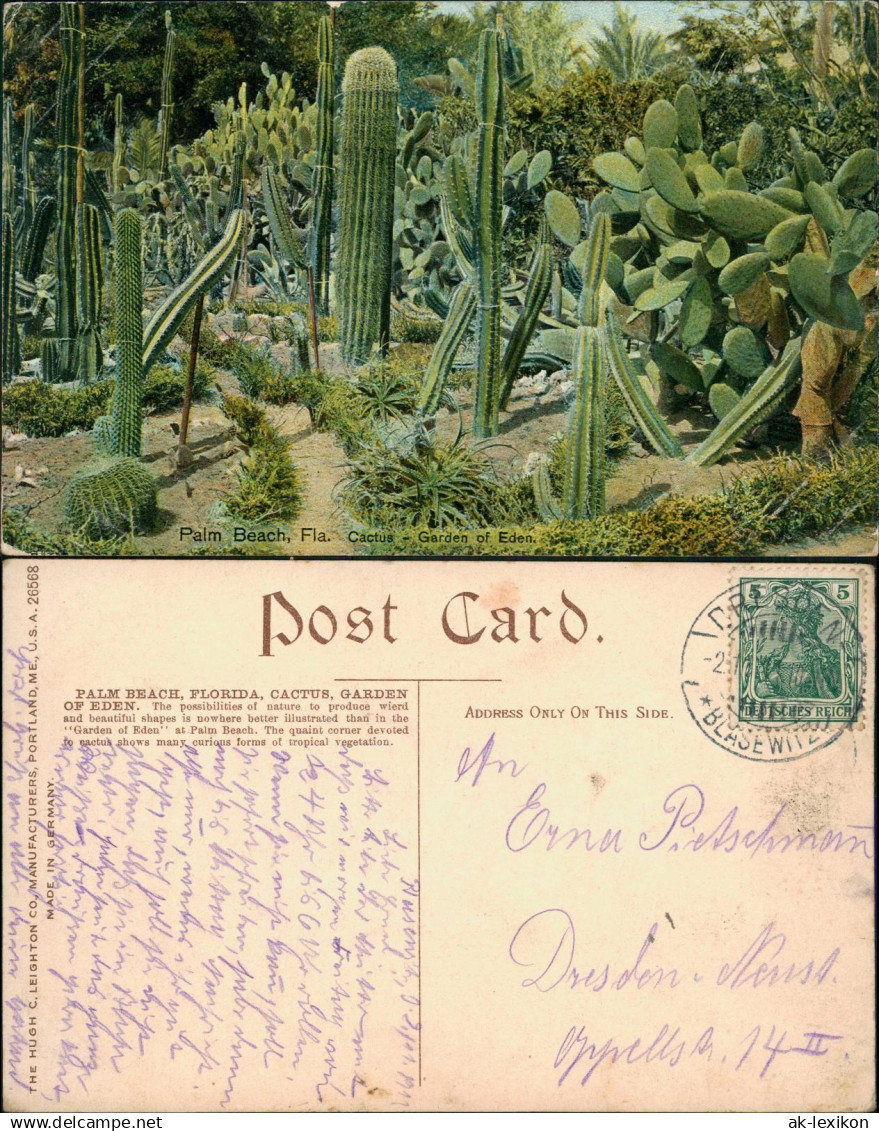 Postcard West Palm Beach Cactus Garden of Eden - Kaktus 1916