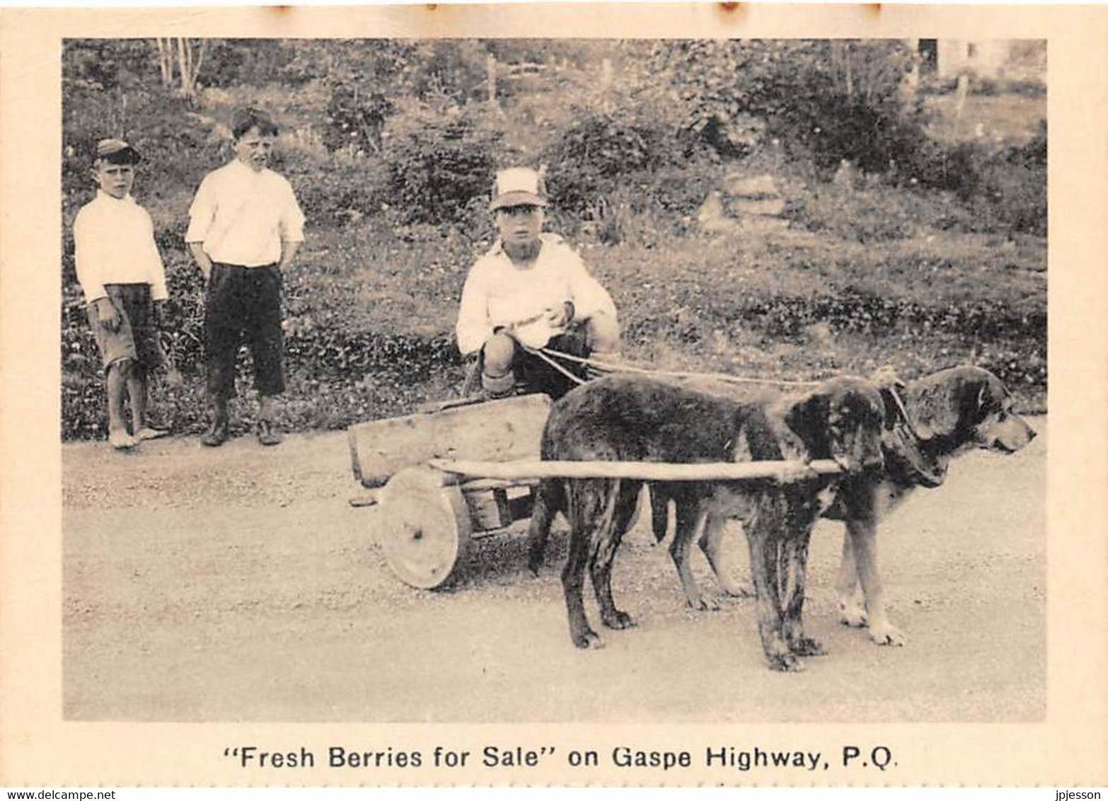 QUEBEC - "FRESH BERRIES FOR SALE" ON GASPE HIGHWAY - ATTELAGE DE CHIENS