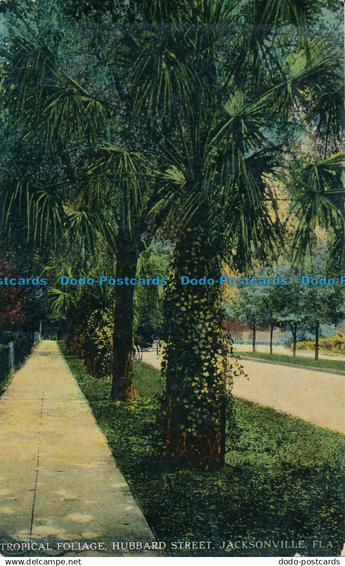 R015381 Tropical Foliage. Hubbard Street. Jacksonville. Fla