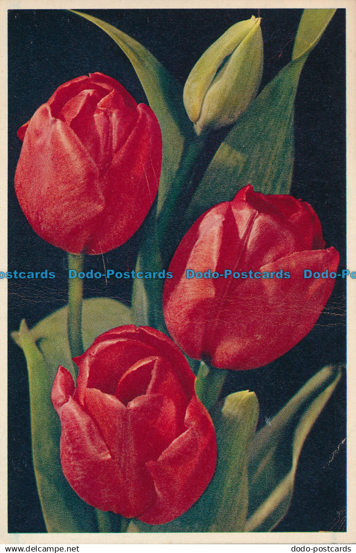 R025626 Darwin Tulip William Pitt. Arthur Dixon