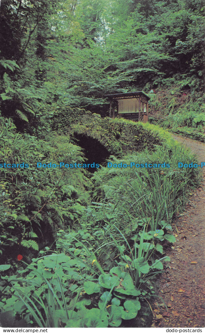 R070588 Shanklin Chine. Rich Vegetation of the Chine. Brian Bradbury