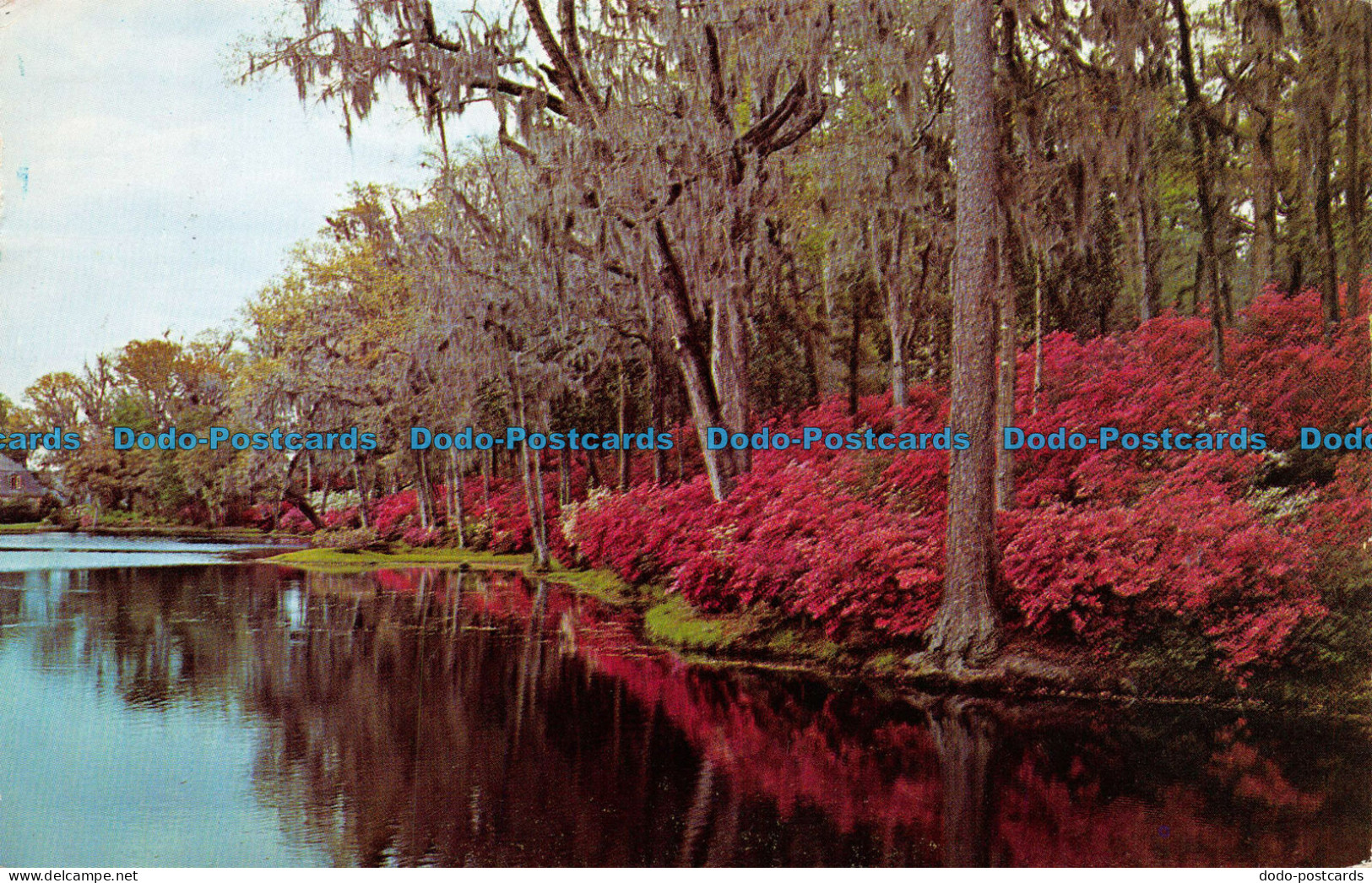 R073984 Middleton Gardens. Charleston. S. C. Dexter. 1963