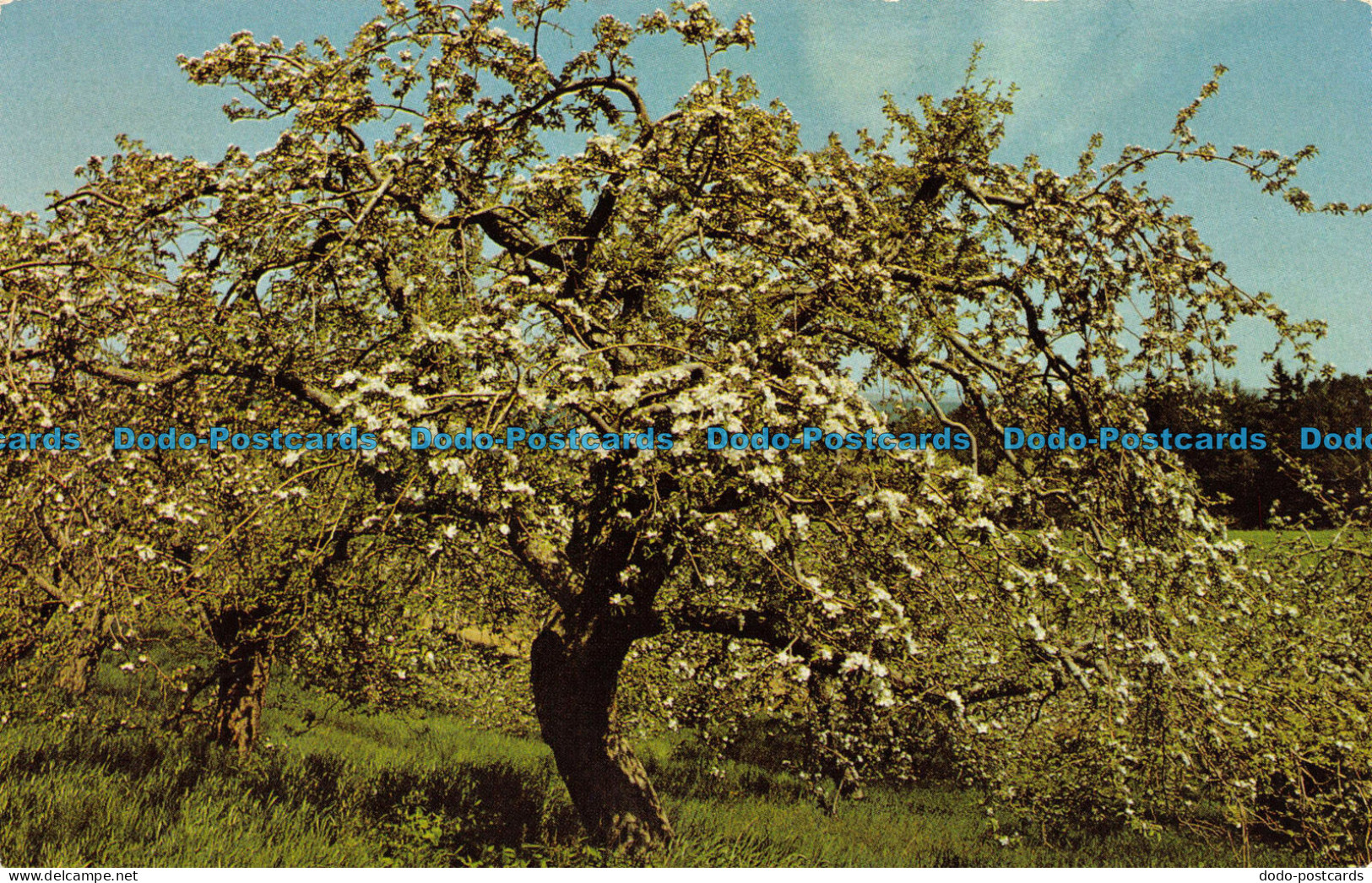 R153825 Annapolis Valley Apple Blossoms. S. Crocker