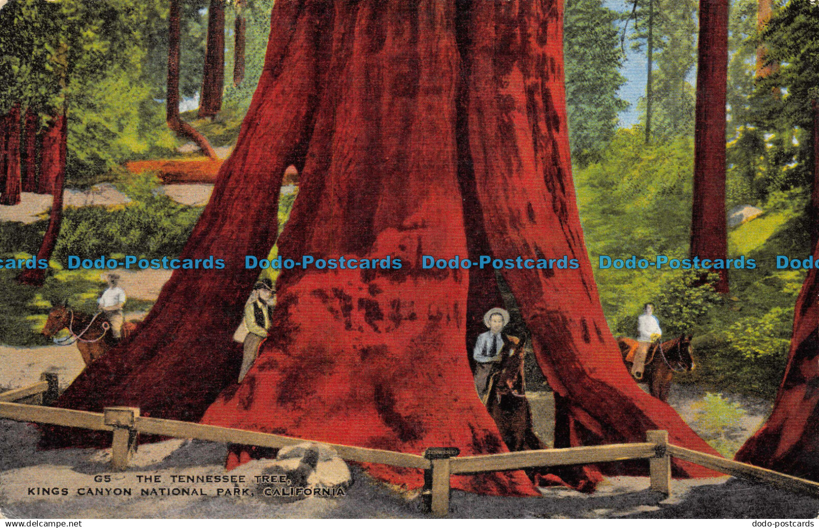 R157427 The Tennessee Tree. Kings Canyon National Park. California. E. C. Kropp