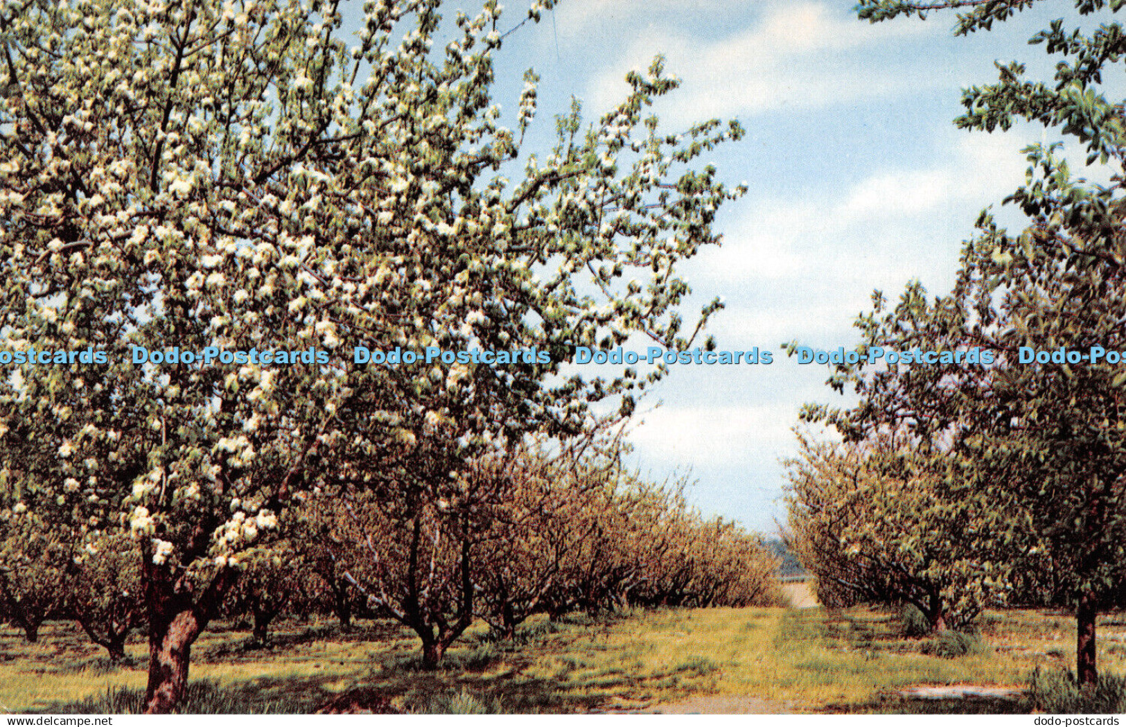 R278761 Blossom Time at Evesham Postcard