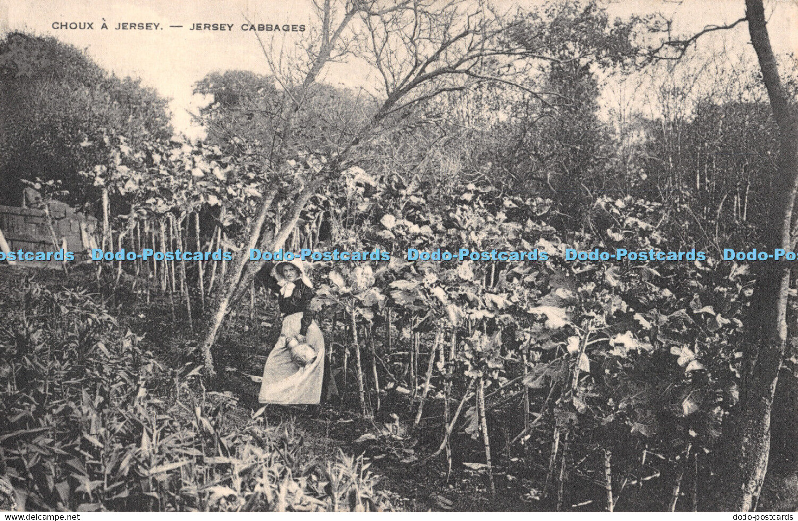 R306718 Choux a Jersey Jersey Cabbages F F Postcard