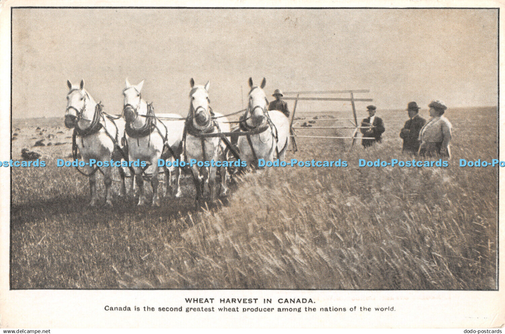 R367571 Wheat Harvest in Canada Canada is the Second Greatest Wheat Producer Amo