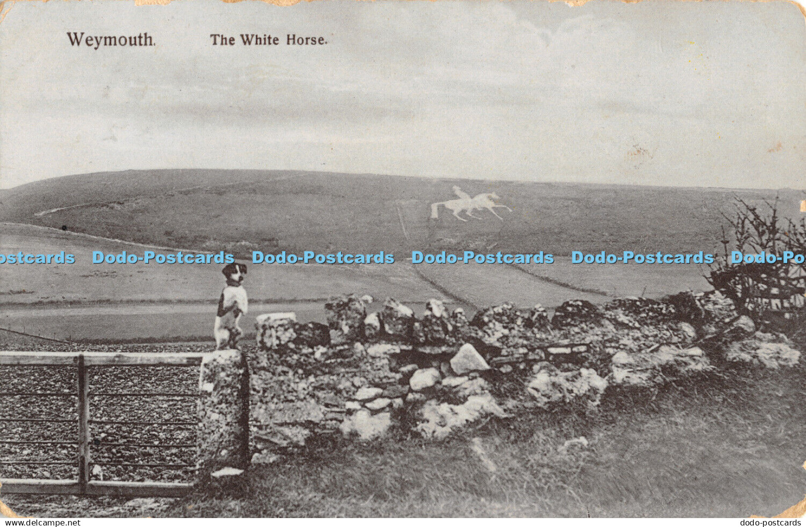 R388843 Weymouth The White Horse Dog Edward Weymouth 1914