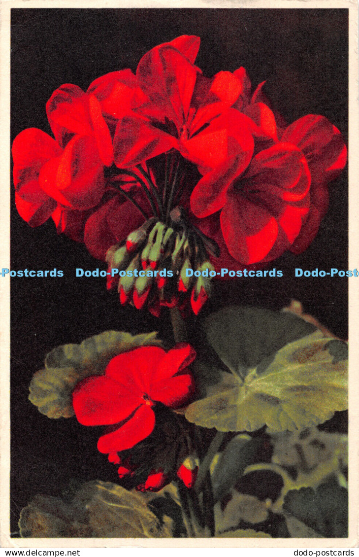 R406656 675 Pelargonium zonale Geranium Geranio Sole Importer Post Card and Vari