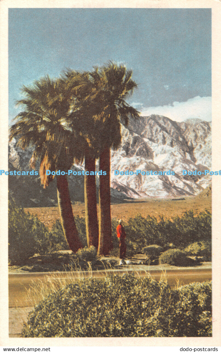 R406658 Mt San Jacinto Palm Springs 100 Truepicture Post Card Fidelity Reproduct