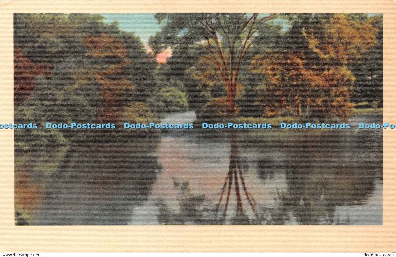 R423959 Unknown River Asheville Postcard