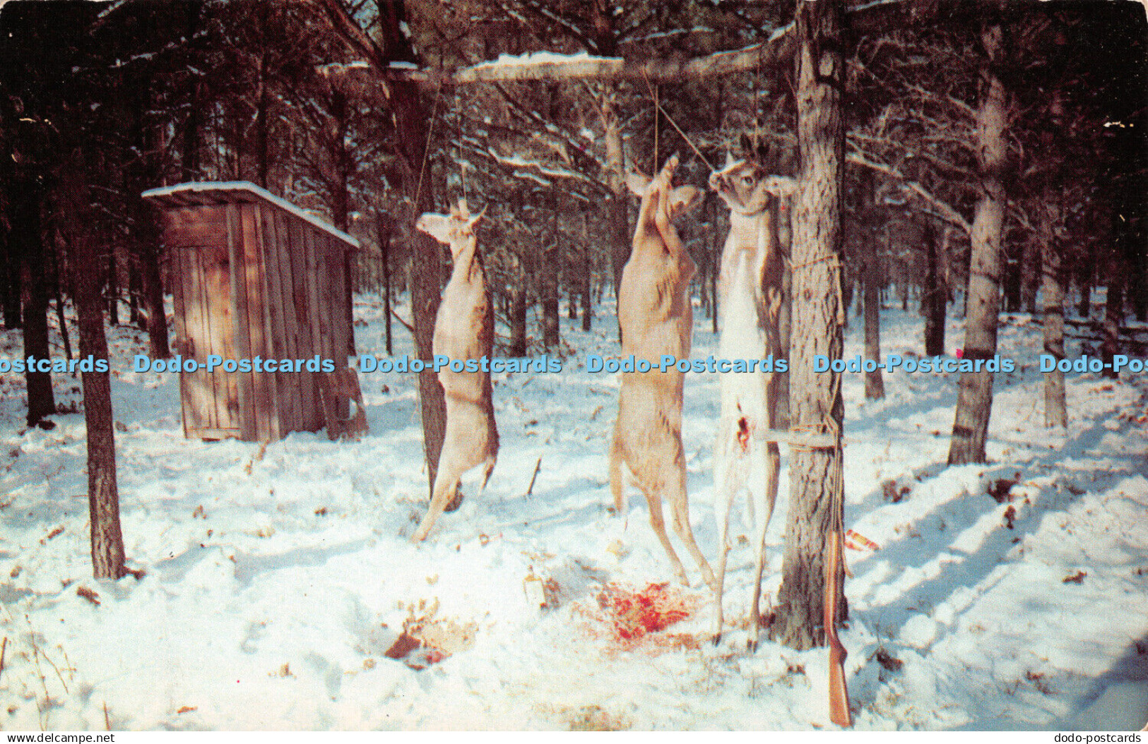 R513301 A Deer Hanger L L Cook Kodachrome